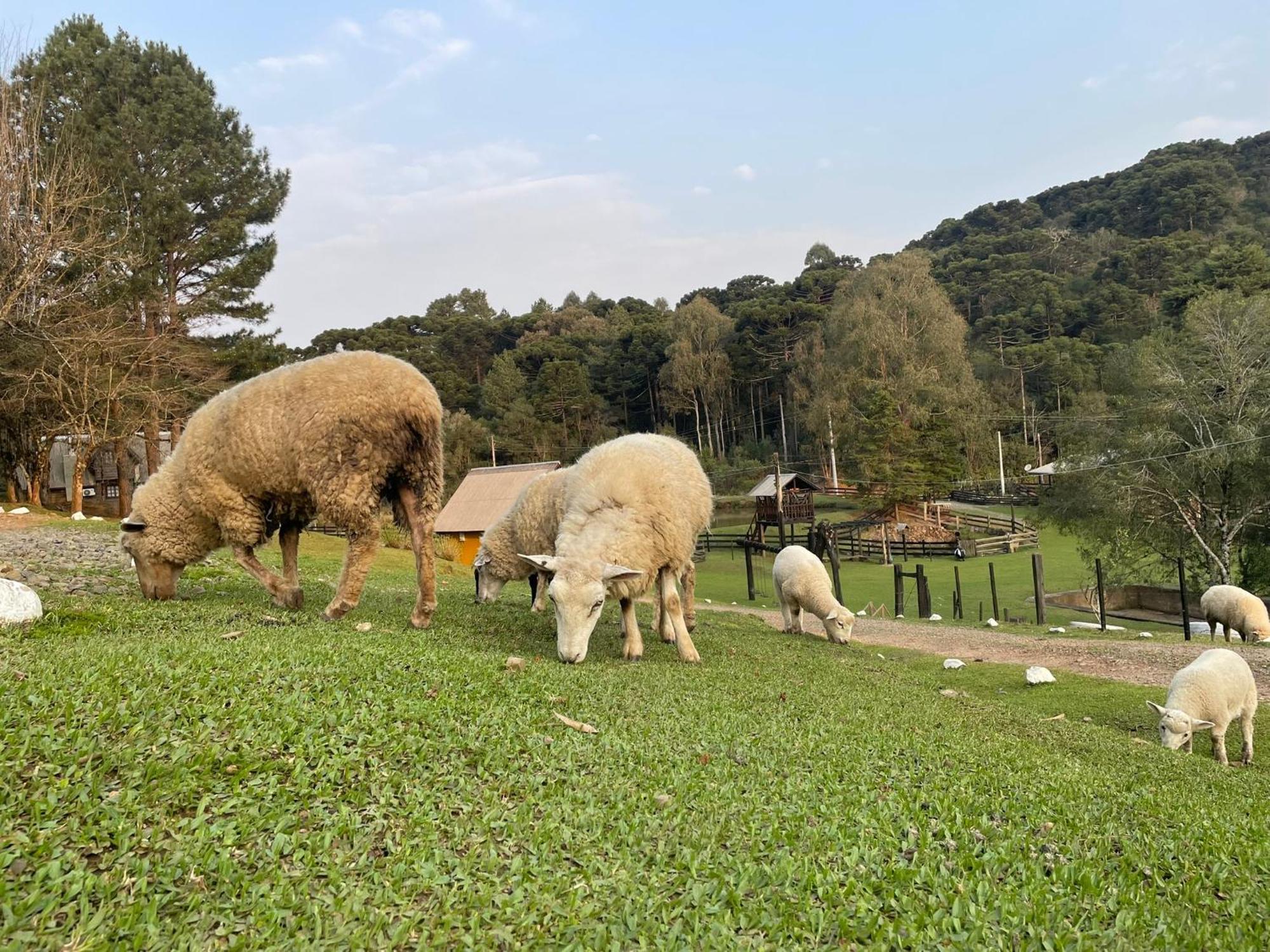 Cabanas Leao Da Tribo De Juda Canela Exteriér fotografie